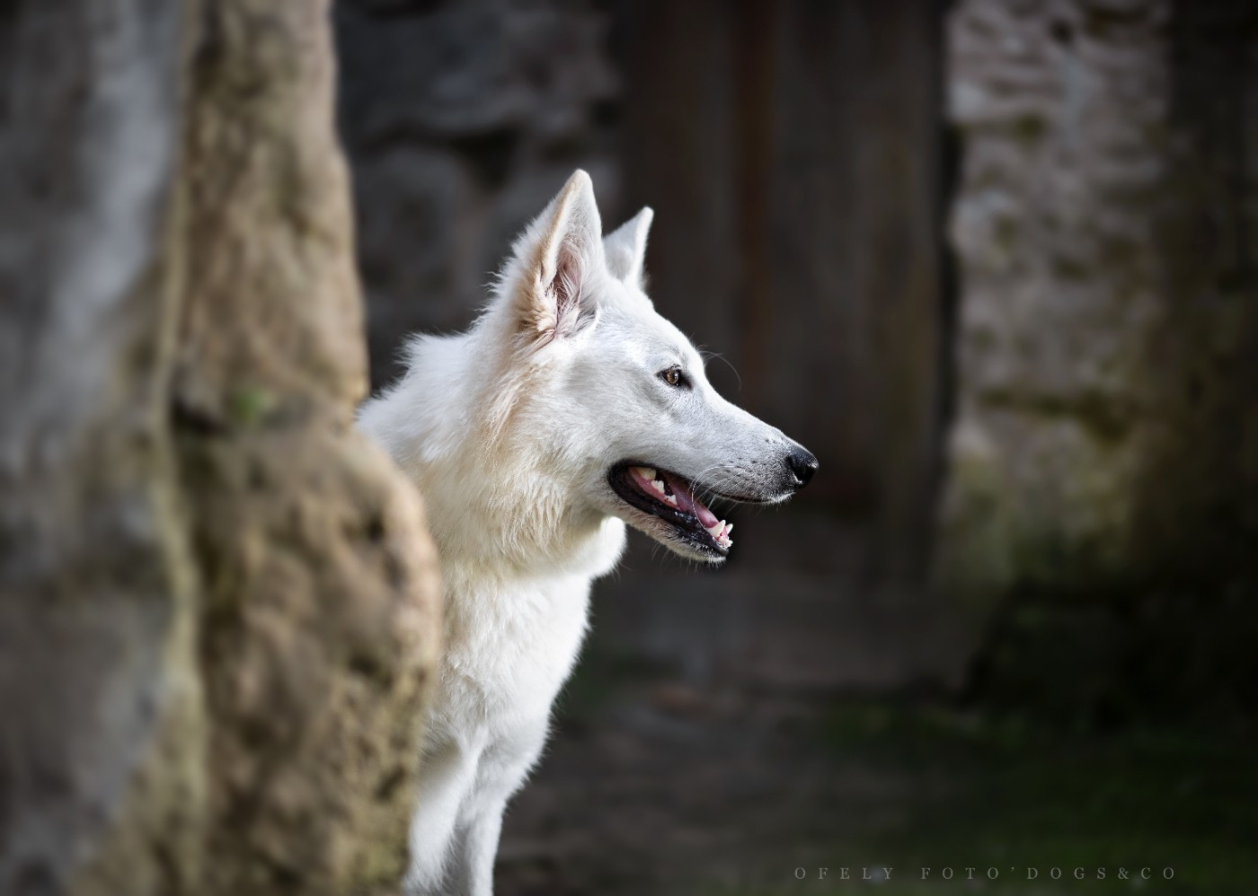 urda des terres de skoll et hati