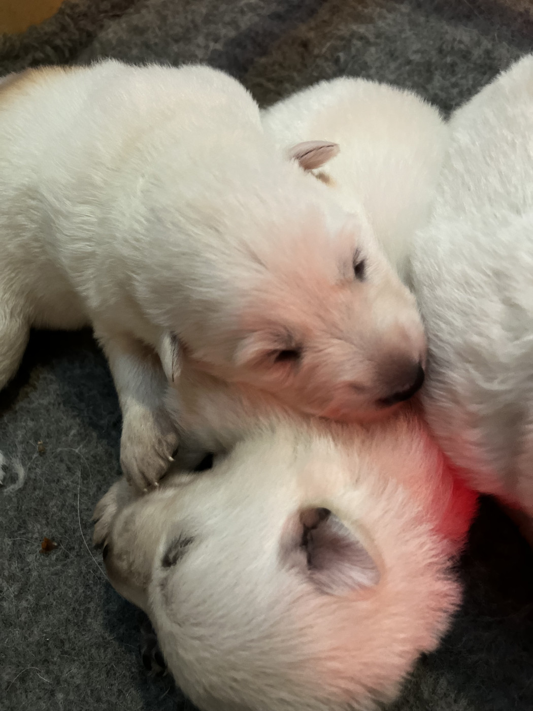 des Héritiers de l’Ancienne Valyria - Chiots disponibles - Berger Blanc Suisse