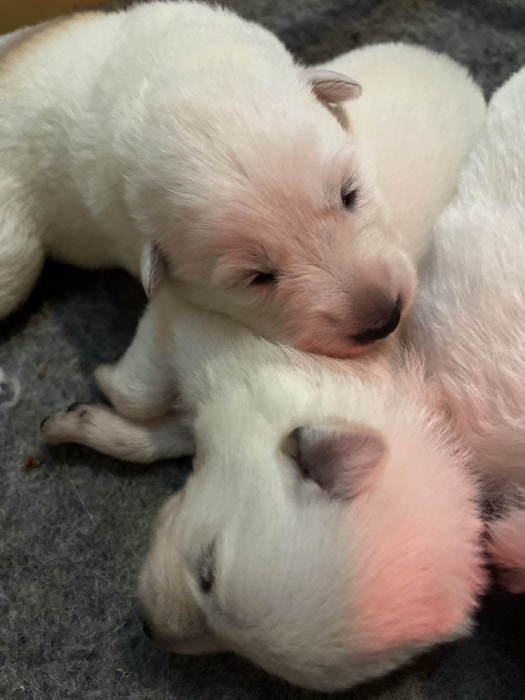 des Héritiers de l’Ancienne Valyria - Chiots disponibles - Berger Blanc Suisse