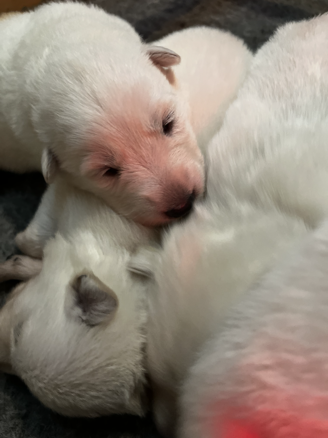 des Héritiers de l’Ancienne Valyria - Chiots disponibles - Berger Blanc Suisse