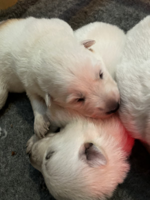 Chiot N°2