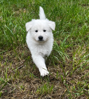 Chiot N°1